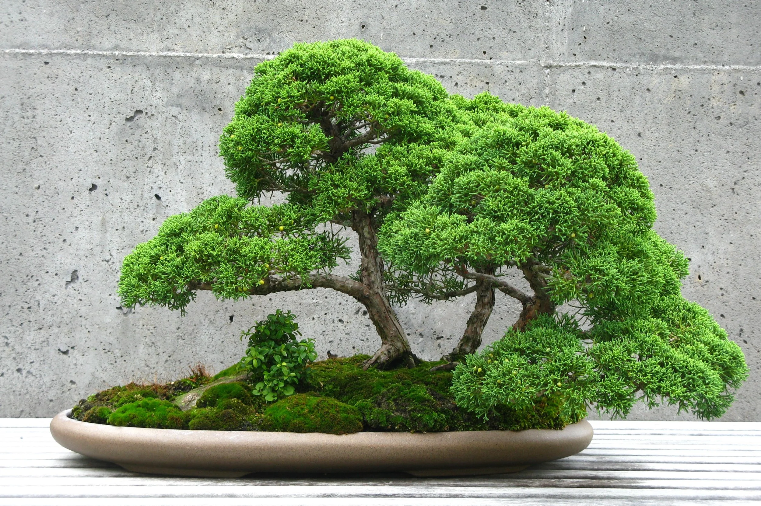 Rest in the Shade of the Trees — The Curator's Journal